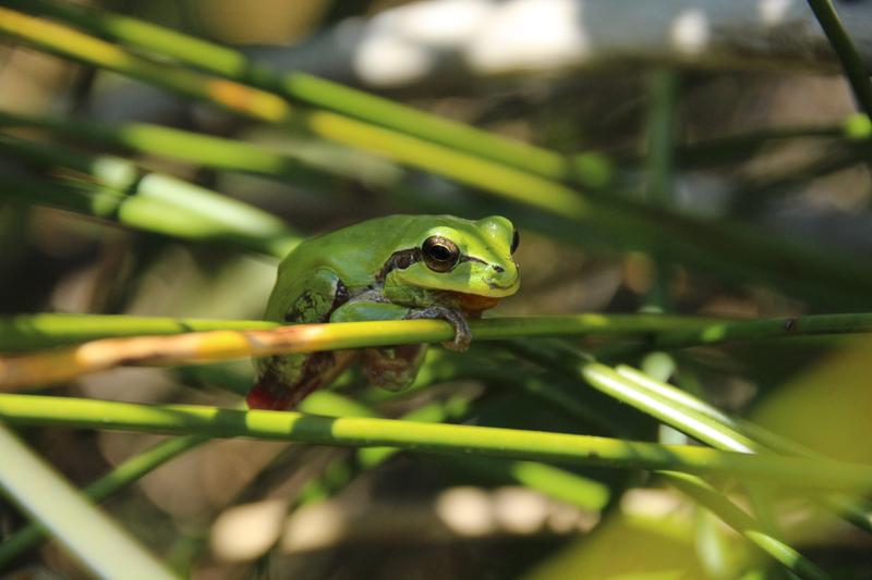 Frösche wie dieser Mittelmeer-Laubfrosch aus der Camargue in Frankreich sehen nicht nur schön aus, ihre Farbe verrät auch etwas über ihr Vorkommen