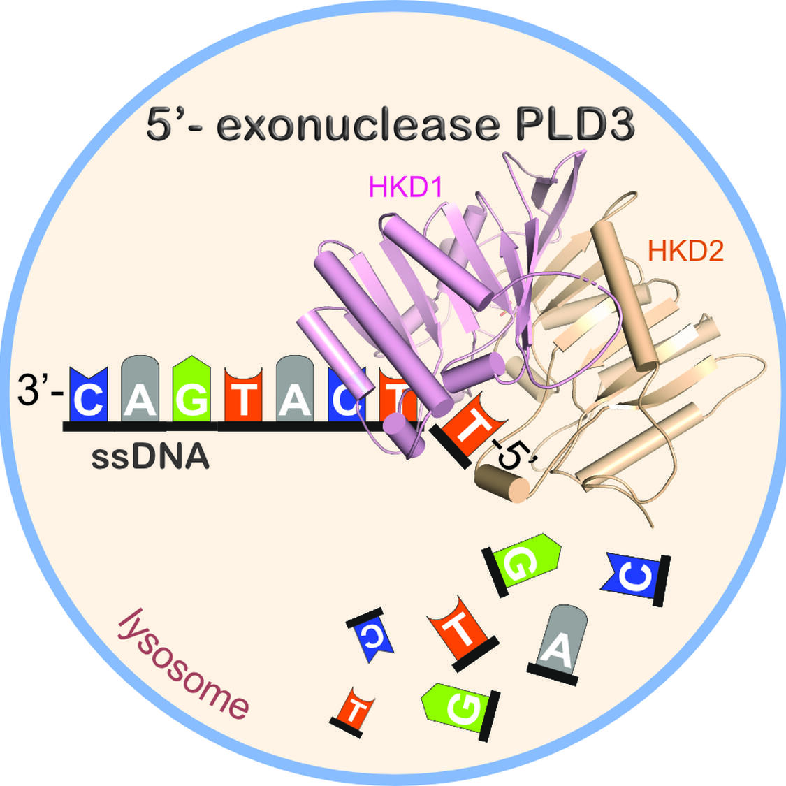 Das Protein PLD3 schneidet von kurzer einzelsträngiger DNA einzelne Nukleinsäure-Bausteine ( A, T, G, C) ab