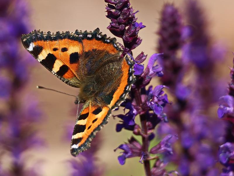 Kleiner Fuchs (Aglais urticae)