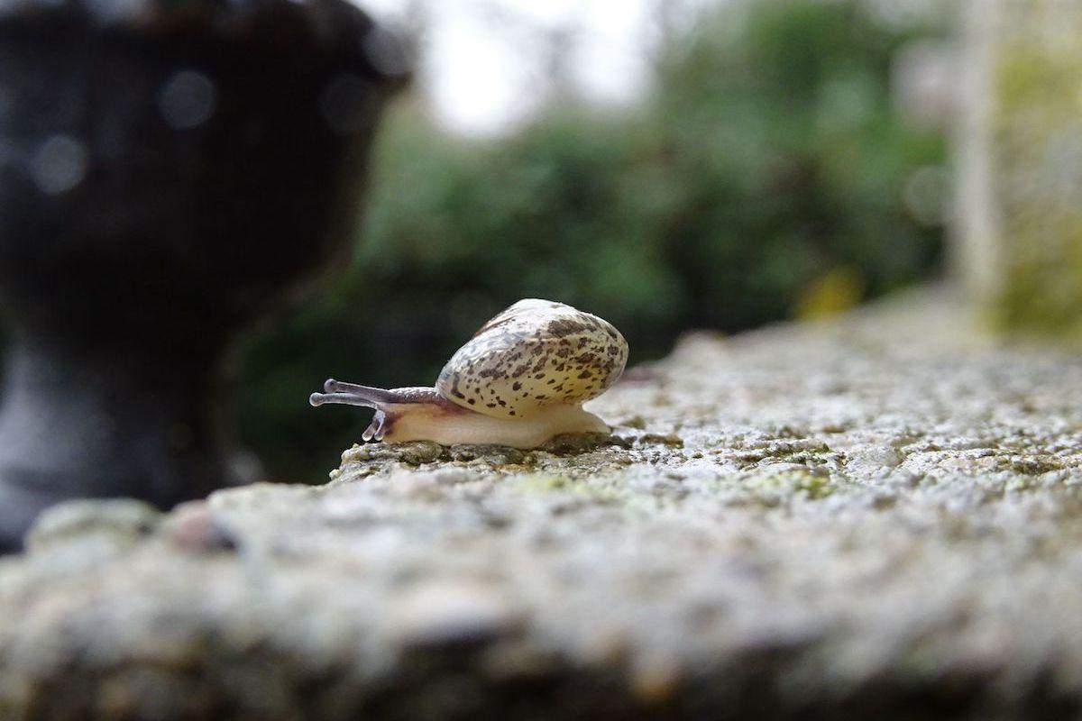 Kantige Laubschnecke (Hygromia cinctella)