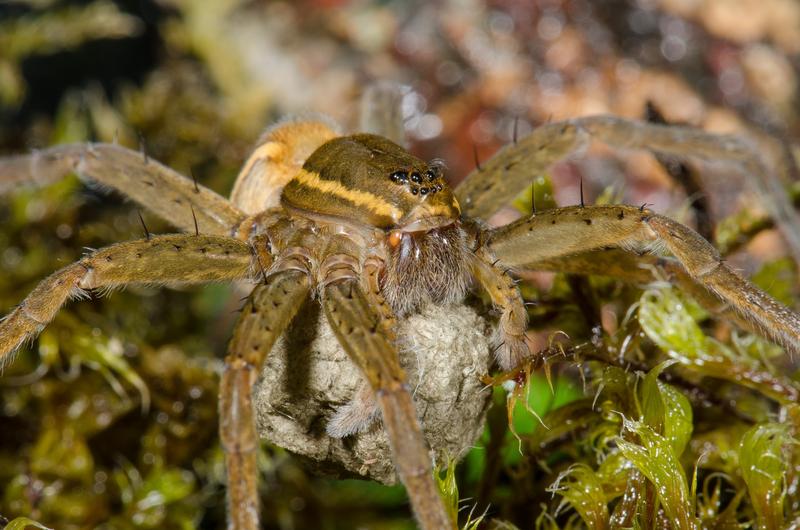 Die Große Jagdspinne kommt nur in See- und Moorgebieten vor