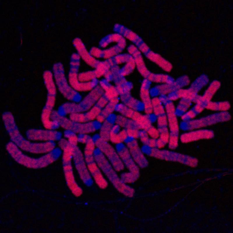 Die Mikroskopieaufnahme zeigt die DNA in Blau und die replizierten Bereiche in Rot. 