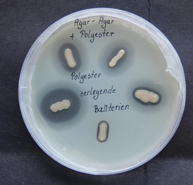 „Plastikfressende“ Halopseudomonas-Bakterien