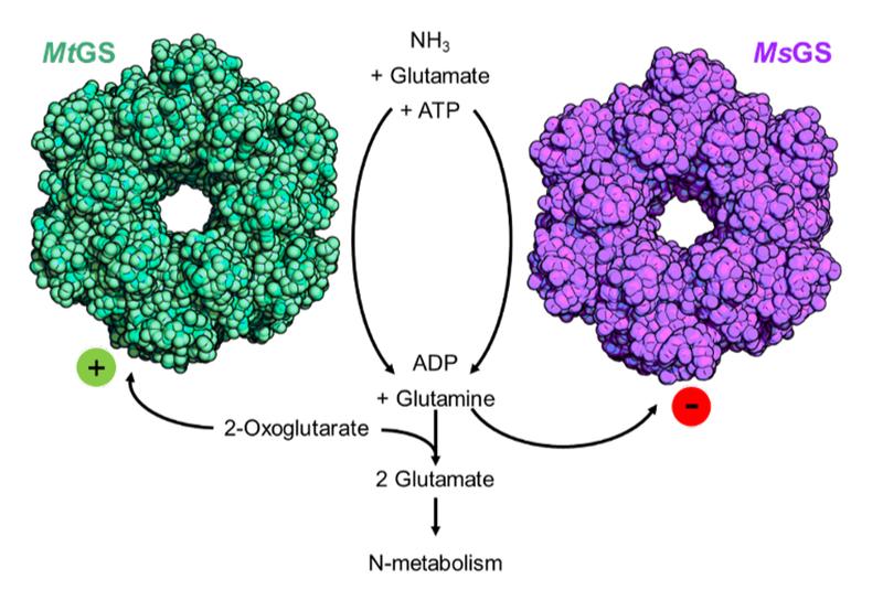 Oberflächenstrukturen der Glutaminsynthetase von Methermicoccus shengliensis (MsGS, türkis) und Methanothermococcus thermolithotrophicus (MtGS, violett)