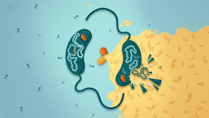 Das Bakterium Vibrio cholerae besitzt ein Abwehrsystem gegen Bakteriophagen mit dem Namen CBASS.