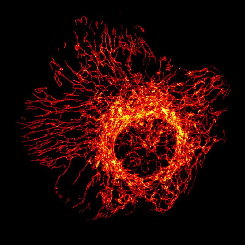 Mitochondrien-Netzwerk in einer Zelle. 