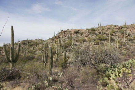 Wüsten wie die im Saguaro Nationalpark breiten sich durch den Klimawandel weiter aus.  