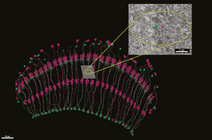 Repetitiv angeordnete Tm-Neurone im visuellen System der Fliege: Der Ausschnitt zeigt ein Bild des elektronenmikroskopischen Datensatzes