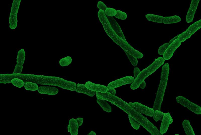 Elektronenmikroskopische Aufnahme von Segatella copri 