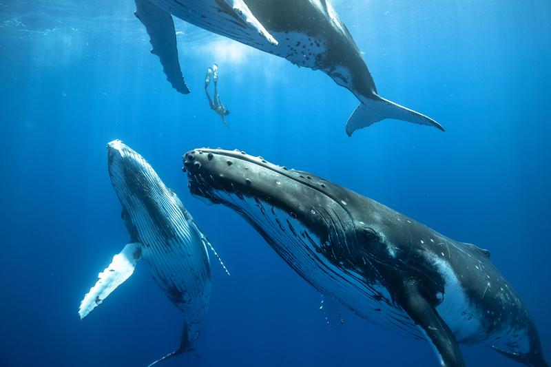 Ein Freitaucher taucht zwischen 3 jungen Buckelwalen von der Größe eines Busses ab