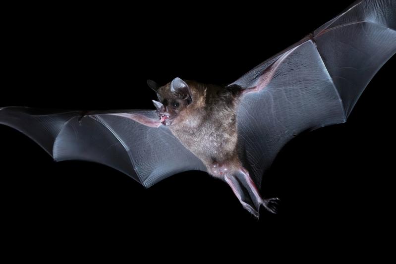 Die Brillenblattnasen-Fledermaus (Carollia perspicillata) filtert wichtige Signale aus einer Geräuschkulisse heraus