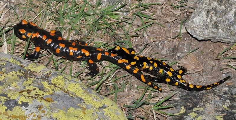  Feuersalamander