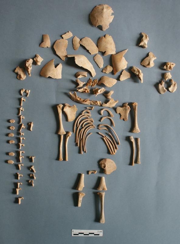 Sterbliche Überreste von Individuum "CRU001", einem Jungen