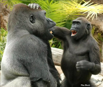 Bild von zwei spielenden Gorillas