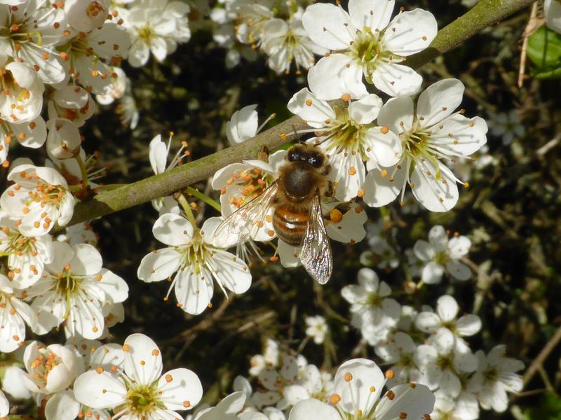 Honigbiene auf Kirschblüte  