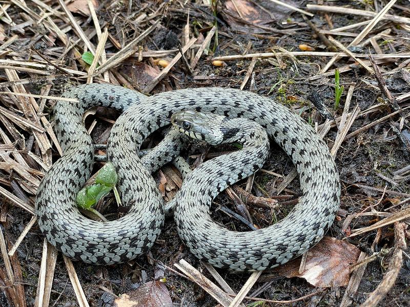 Die Italienische Barrenringelnatter (Natrix helvetica sicula) ist von Sizilien bis zum Alpenrand in Süd-bayern verbreitet. 