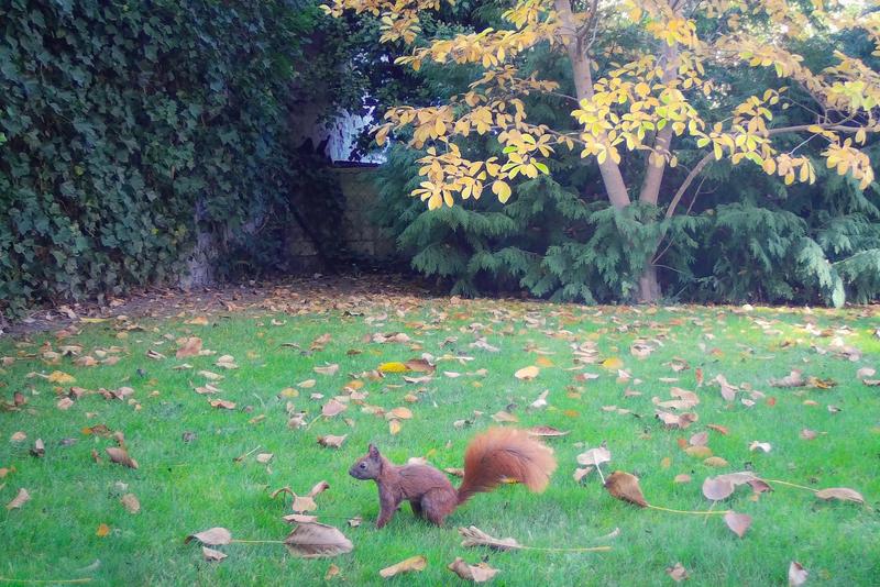 Eichhörnchen in einem Berliner Garten 