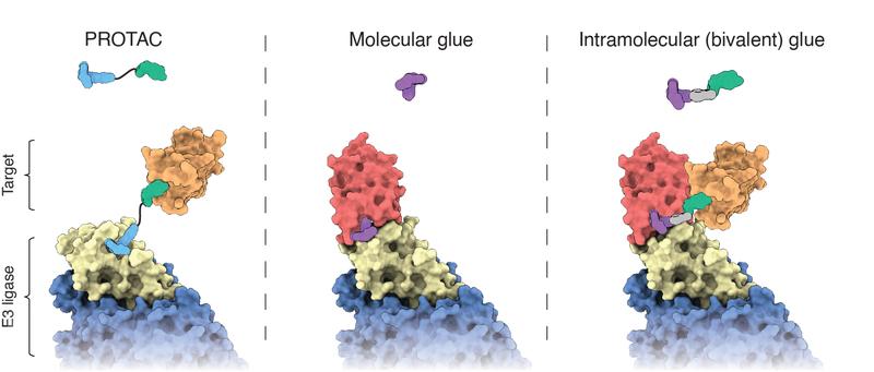 Schematische Darstellung der unterschiedlichen Formen der molekularen Erkennung mit traditionellen molekularen Klebern und bivalenten PROTACs 