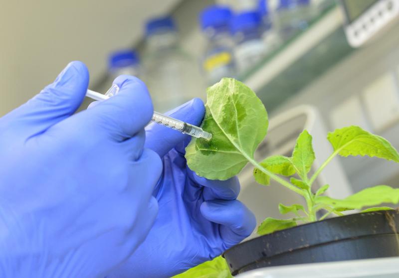 Mit den neuen Wirkstoffen können Pflanzen vor Viren geschützt werden