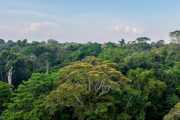 Regenwaldverlust verstärkt den Klimawandel
