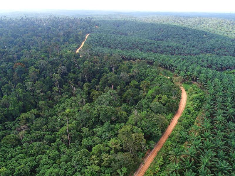 Regenwald (links) und Ölpalmenplantage (rechts)  