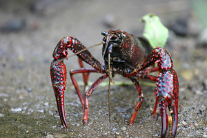 Roter Amerikanischer Sumpfkrebs (Procambarus clarkii) 