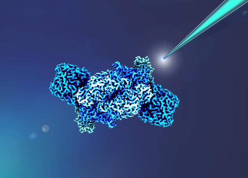 Elektronenversorgung des Biokatalysators Fe-Nitrogenase