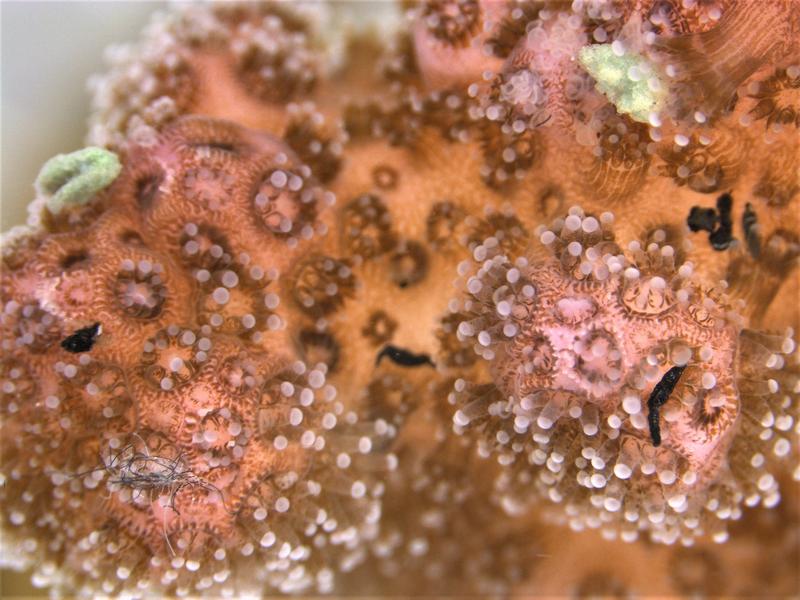 Die Pfötchenkoralle Pocillopora verrucosa interagiert mit den untersuchten Partikeln