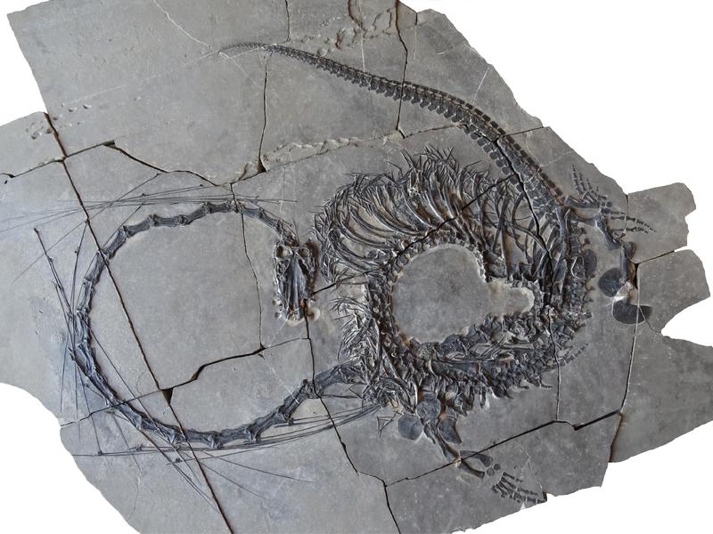 Dinocephalosaurus Fossil 