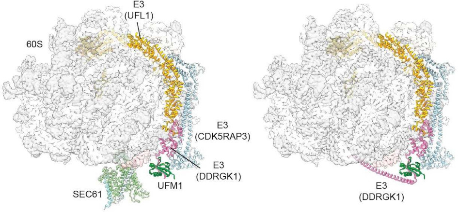   Das Protein UFM1 wirkt als molekularer Keil mit dessen Hilfe der Kanal Sec abgespalten wird.
