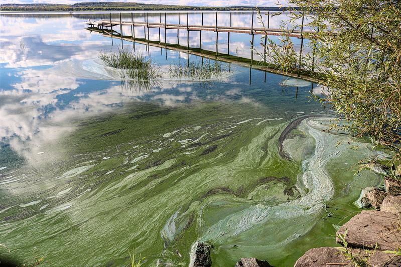 Neben Phosphor scheint auch Stickstoff ein entscheidender Treiber für das Algenwachstum in Seen weltweit zu sein. 
