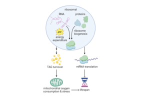 Ein Modell stellt dar, eine Verringerung der POL I-Aktivität verbessert die Funktion der Mitochondrien und stabilsiert den Stoffwechsel. 