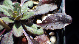 Flohkäfer befallen eine Arabidopsis thaliana und hinterlassen Schäden an der Pflanze.